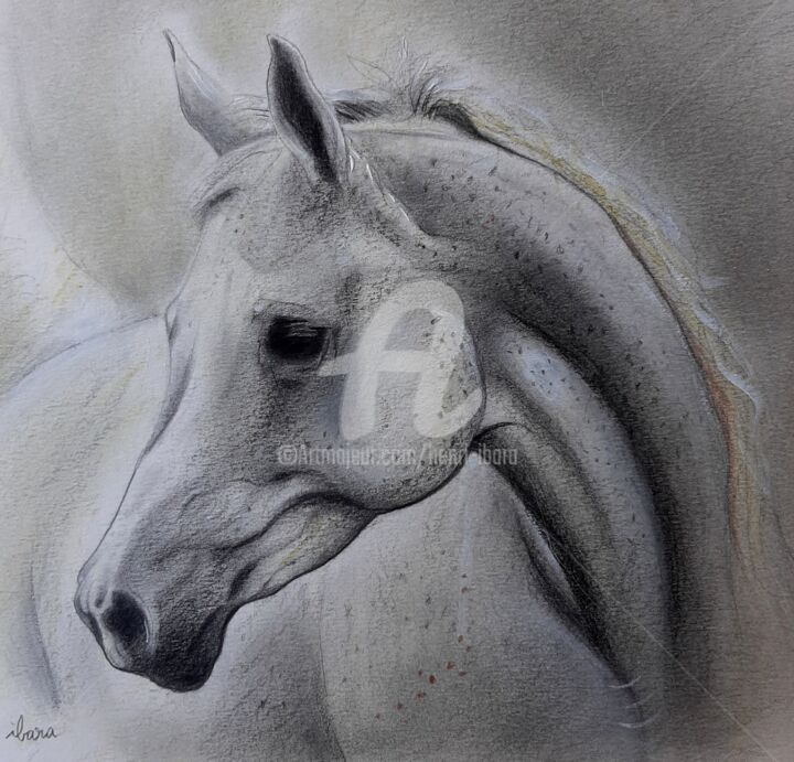 Dibujo titulada "Tête de cheval arab…" por Henri Ibara, Obra de arte original, Gouache