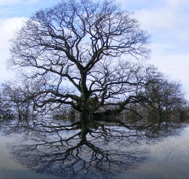 Fotografia intitulada "Reflected Tree" por Henrietta, Obras de arte originais