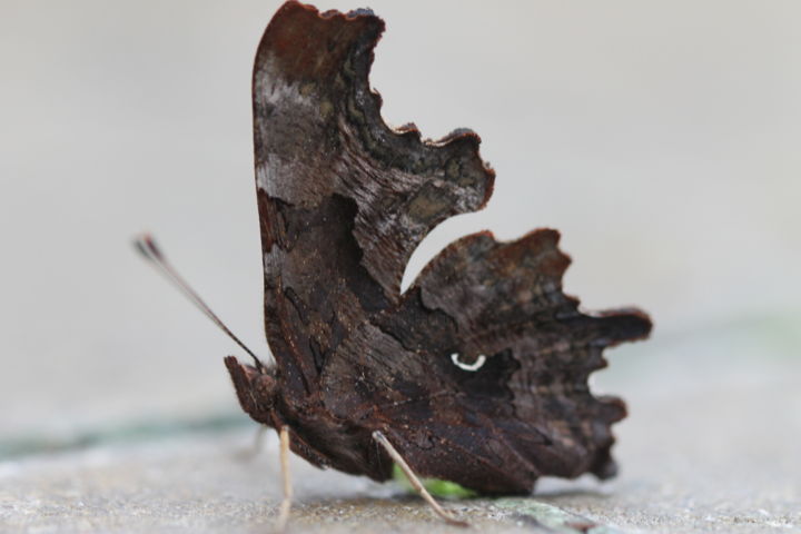 Photographie intitulée "Drole papillon" par Marc Collard, Œuvre d'art originale