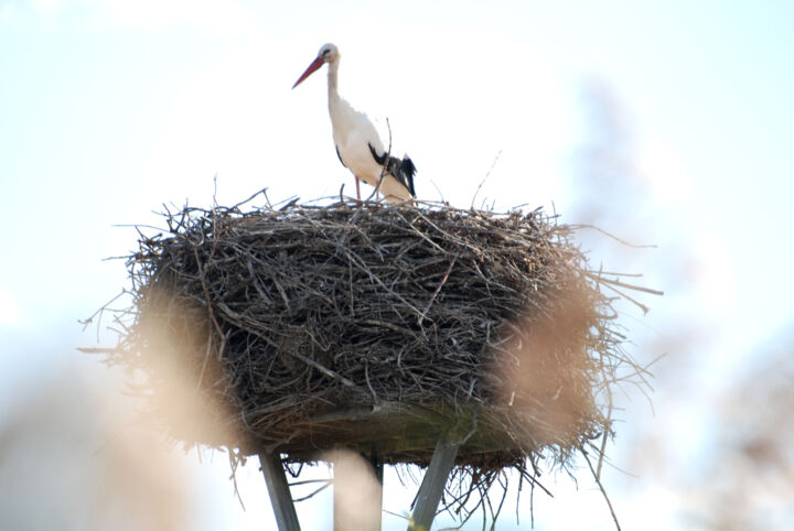 Photography titled "Cigogne étang de La…" by Herve Bussy (Diaph), Original Artwork