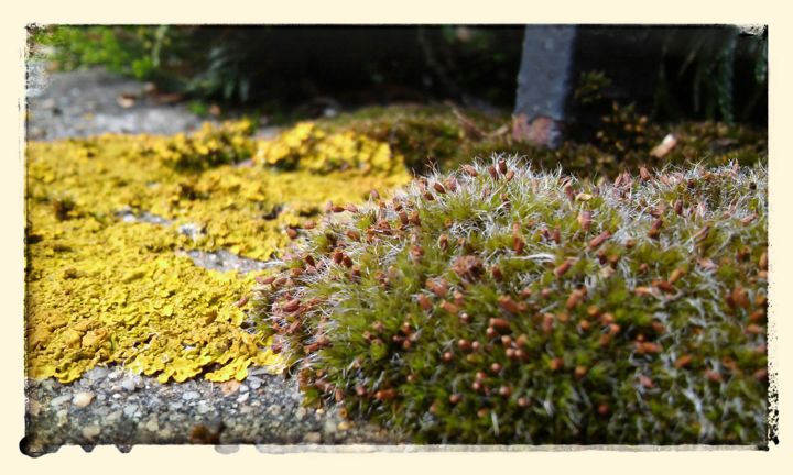 Photographie intitulée "Mousse & Lichen" par Himé Neicha, Œuvre d'art originale, Photographie numérique