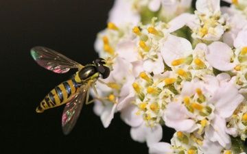 Photography titled "Bee on Big White Fl…" by Hirata Digital, Original Artwork