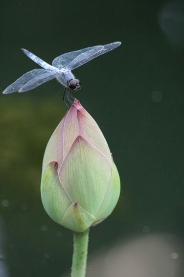 Fotografia intitulada "Dragonfly lands on…" por Hirata Digital, Obras de arte originais