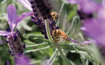 Photographie intitulée "Soft Focus Bee on P…" par Hirata Digital, Œuvre d'art originale