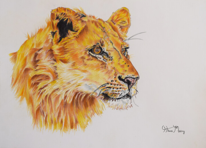 Drawing titled "lioness" by Hiten Mistry, Original Artwork, Pencil