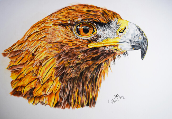 Drawing titled "Golden eagle" by Hiten Mistry, Original Artwork, Pencil