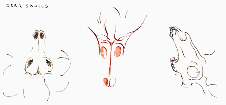 Drawing titled "Three Deer Skulls" by Omeros, Original Artwork, Ink