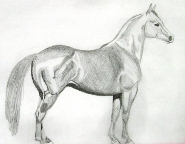 Drawing titled "Quarter Horse Grey…" by Angela Keenan, Original Artwork