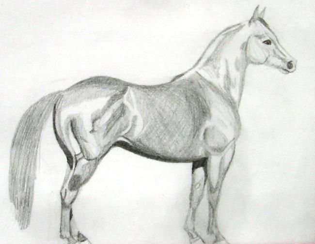 Quarter Horse Grey Scale Drawing By Angela Keenan Artmajeur