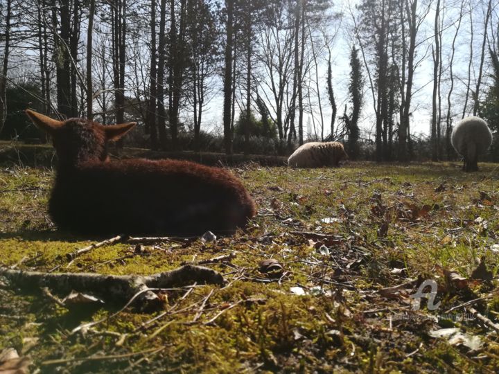 Fotografia zatytułowany „Marcus” autorstwa Jen Simba Ka J. S. K, Oryginalna praca, Fotografia cyfrowa