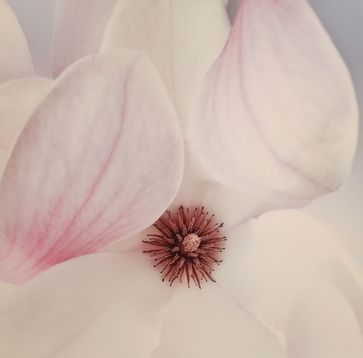 Fotografía titulada "Magnolia" por Hrnjak Maja, Obra de arte original, Fotografía digital