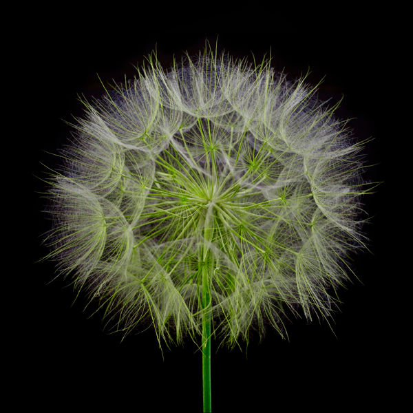 Fotografía titulada "Dandeliun" por Hrnjak Maja, Obra de arte original, Fotografía digital