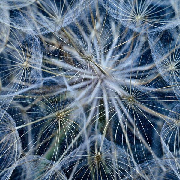 Photographie intitulée "Blue" par Hrnjak Maja, Œuvre d'art originale, Photographie numérique