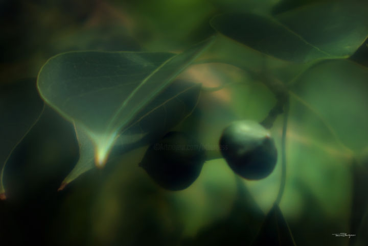 Photographie intitulée "Seed Pod" par Travis Burgess, Œuvre d'art originale, Photographie numérique