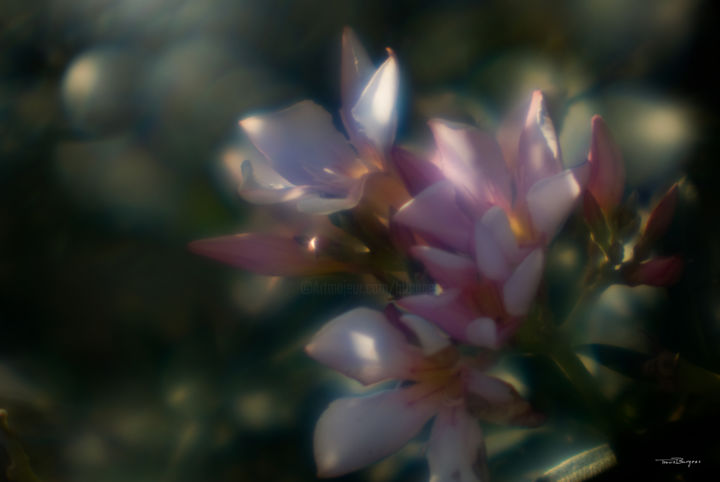 Photography titled "Pink Oleander 2" by Travis Burgess, Original Artwork, Digital Photography