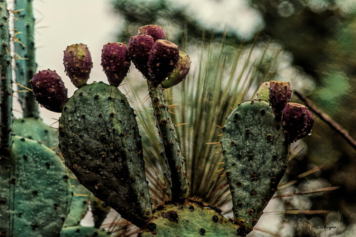 Photography titled "Prickly Pear on a M…" by Travis Burgess, Original Artwork, Digital Photography
