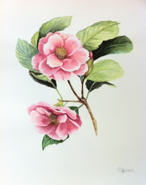 Painting titled "CAMELIA ROSE ET BLA…" by Catherine Huard, Original Artwork, Watercolor