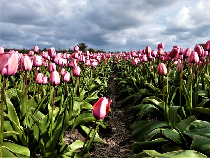 Photographie intitulée "Tulips of Amsterdam…" par Hubertine Langemeijer, Œuvre d'art originale, Photographie non manipulée