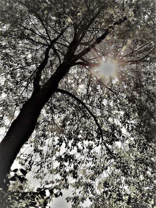Фотография под названием "Sunny summer tree" - Hubertine Langemeijer, Подлинное произведение искусства, Цифровая фотография