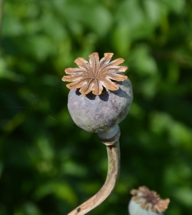 Photography titled "Seedpod Poppy" by Hubertine Langemeijer, Original Artwork, Non Manipulated Photography