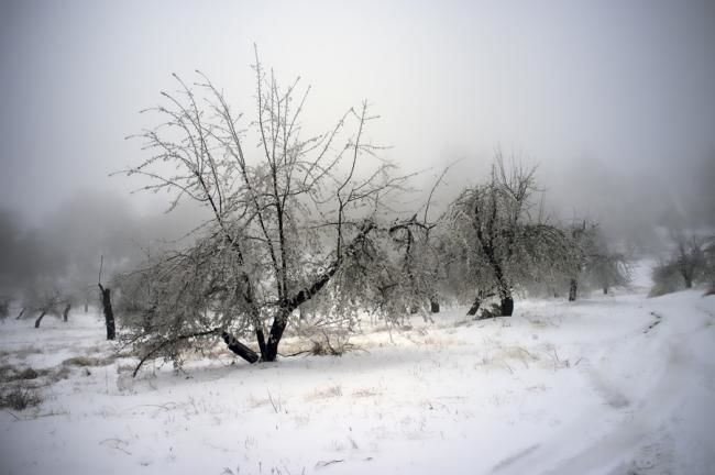 Photography titled "Apple orchard in wi…" by Hugh Smith, Original Artwork