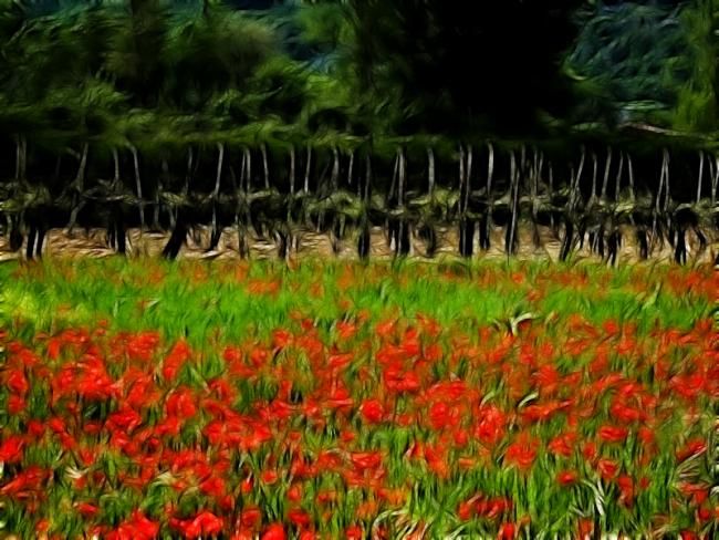 「Poppy field Tuscany」というタイトルの写真撮影 Hugh Smithによって, オリジナルのアートワーク