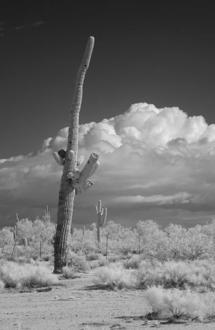 Photographie intitulée "Saquaro cactus" par Hugh Smith, Œuvre d'art originale