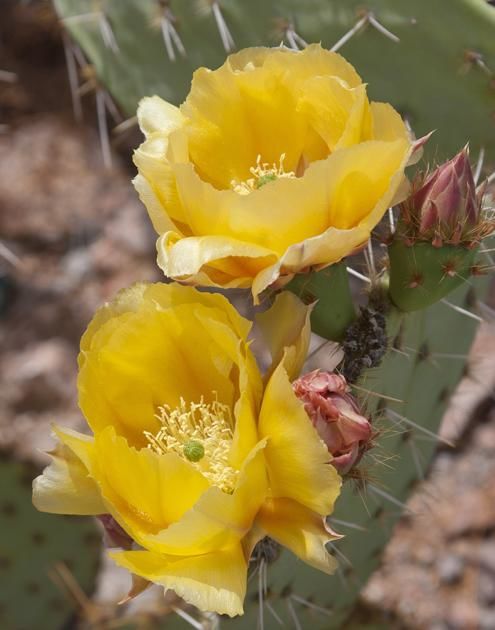 Fotografia intitolato "Cactus Flower" da Hugh Smith, Opera d'arte originale