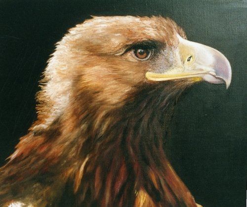 Peinture intitulée "aigle juvenile" par M Mayor, Œuvre d'art originale