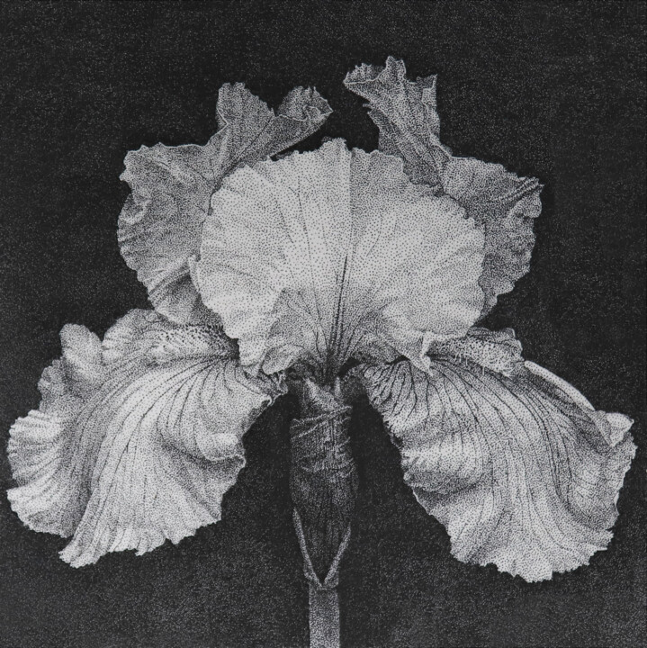 Florescence. Iris., Dibujo por Iana Cherepanska | Artmajeur