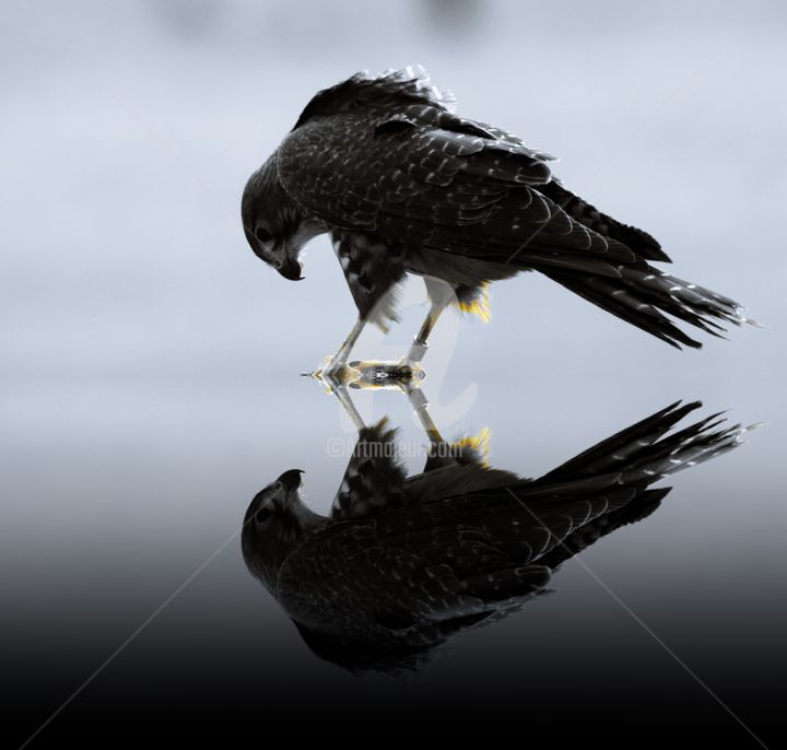 Fotografía titulada "Falcon Reflection" por Ian Vernon, Obra de arte original