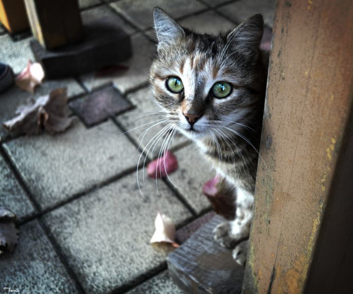 Photography titled "Cat view" by Toni St, Original Art, Digital Photography
