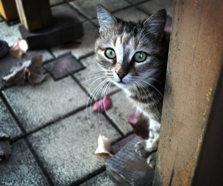 Фотография под названием "Cat view" - Toni St, Подлинное произведение искусства, Цифровая фотография