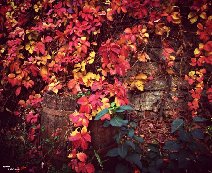 Fotografie mit dem Titel "Colours of autumn" von Toni St, Original-Kunstwerk, Nicht bearbeitete Fotografie
