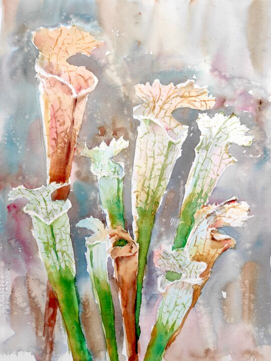 Painting titled "TRUMPET PITCHER pla…" by Ibolya Taligas, Original Artwork, Watercolor