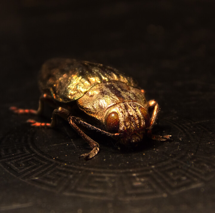 Fotografía titulada "Egyptian scarab" por Iché, Obra de arte original, Fotografía digital Montado en Bastidor de camilla de…