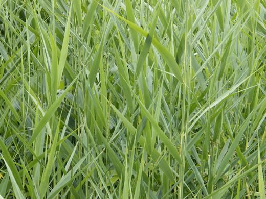 Fotografia zatytułowany „Herbes” autorstwa Alix, Oryginalna praca