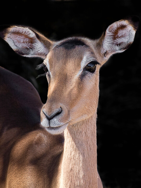 Fotografia intitolato "Impala Portrait" da Igor Borišek, Opera d'arte originale, Fotografia digitale