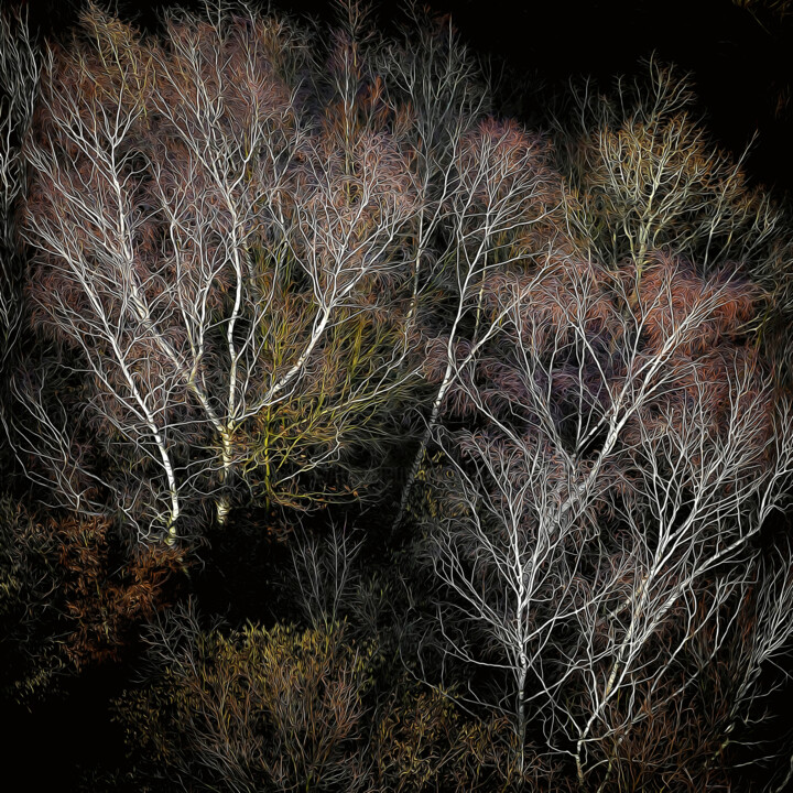 Photographie intitulée "Birch" par Igor Borišek, Œuvre d'art originale, Photographie numérique