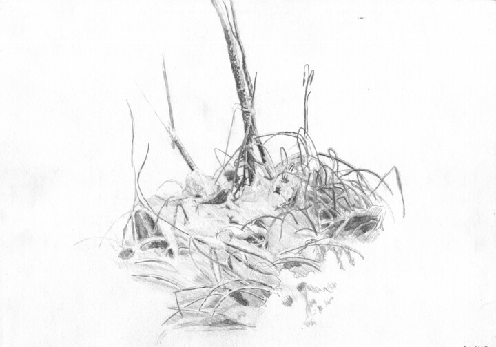 Рисунок под названием "Трава под снегом" - Игорь Машин, Подлинное произведение искусства, Карандаш