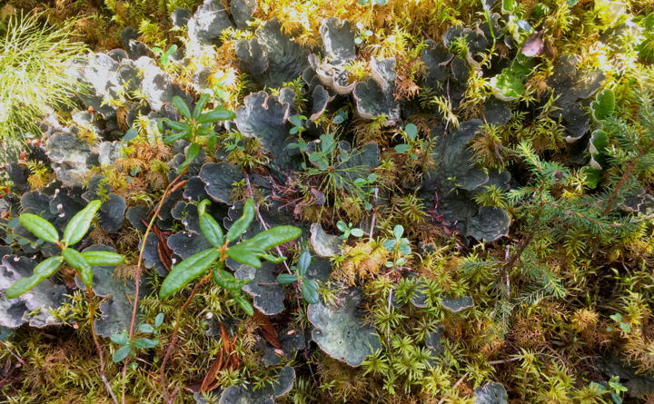 Fotografia intitulada "Boreal Mat" por Igzotic, Obras de arte originais