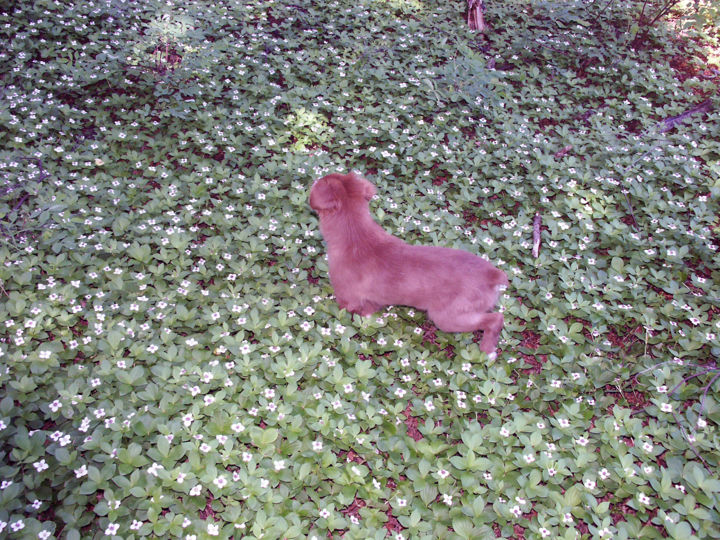 Fotografie mit dem Titel "Dog on Dogwood-1" von Igzotic, Original-Kunstwerk, Digitale Fotografie