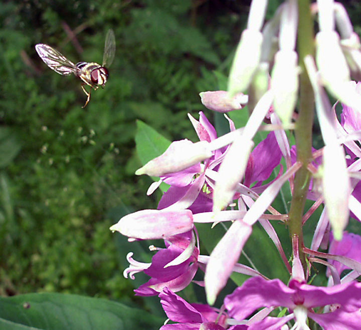 Photography titled "Fireweed Flyby" by Igzotic, Original Artwork, Digital Photography