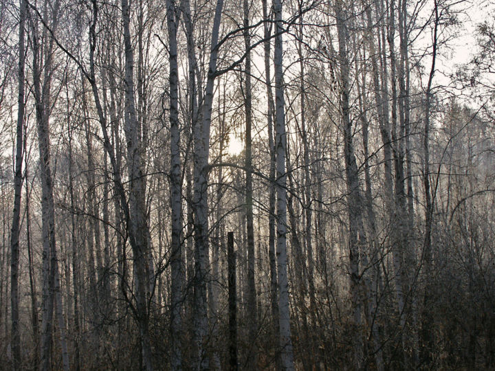 Photography titled "Birch Mist" by Igzotic, Original Artwork, Digital Photography