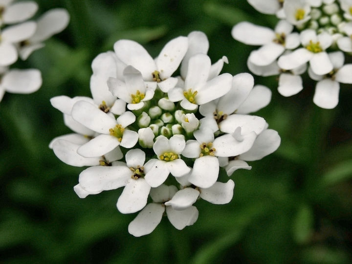 摄影 标题为“White Flower” 由Igzotic, 原创艺术品, 数码摄影