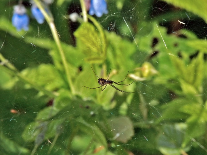 Photographie intitulée "Spider" par Igzotic, Œuvre d'art originale, Photographie numérique