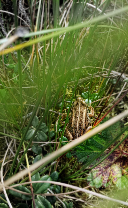 Photography titled "Wood Frog" by Igzotic, Original Artwork, Digital Photography