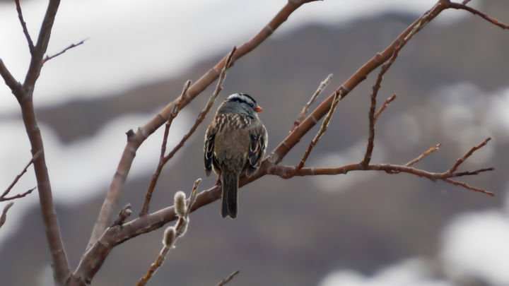 Fotografie mit dem Titel "Crowned Sparrow" von Igzotic, Original-Kunstwerk, Digitale Fotografie