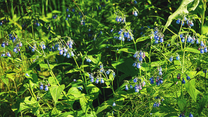 Photography titled "Bluebells Bluebells" by Igzotic, Original Artwork