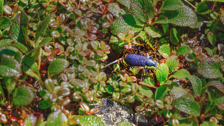 Fotografie getiteld "Beetle" door Igzotic, Origineel Kunstwerk